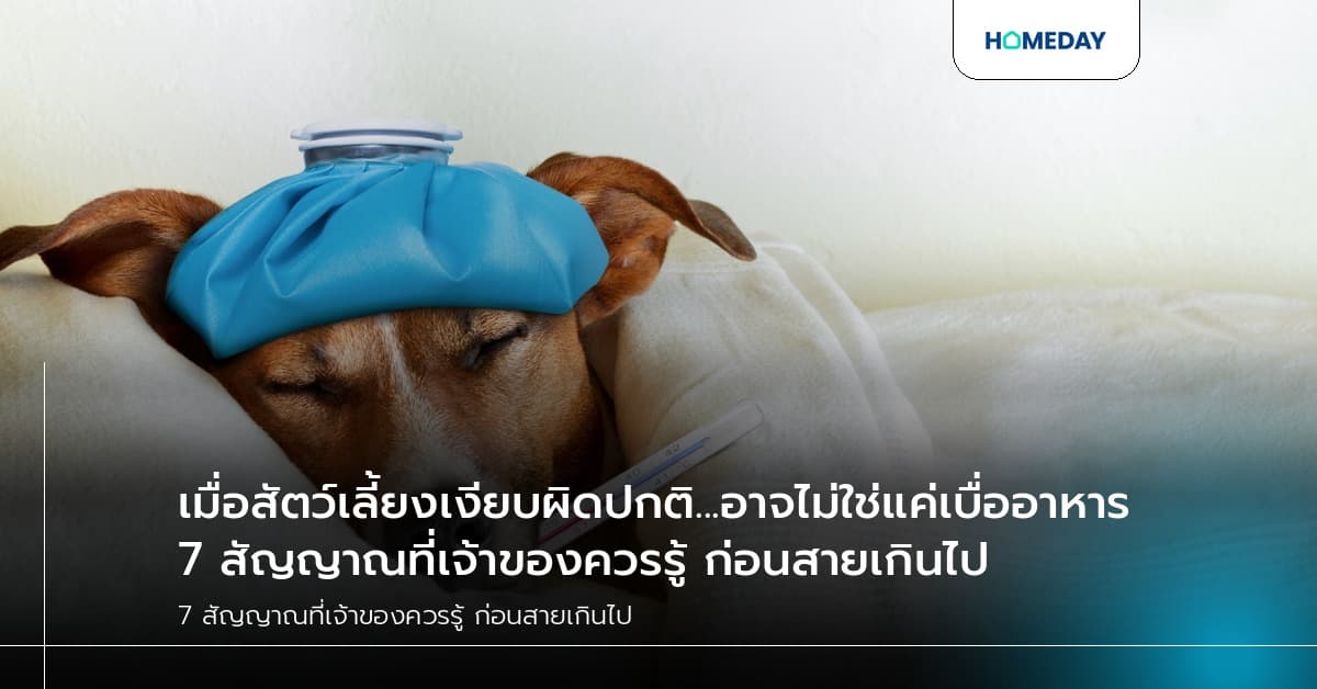 เมื่อสัตว์เลี้ยงเงียบผิดปกติ...อาจไม่ใช่แค่เบื่ออาหาร 7 สัญญาณที่เจ้าของควรรู้ ก่อนสายเกินไป