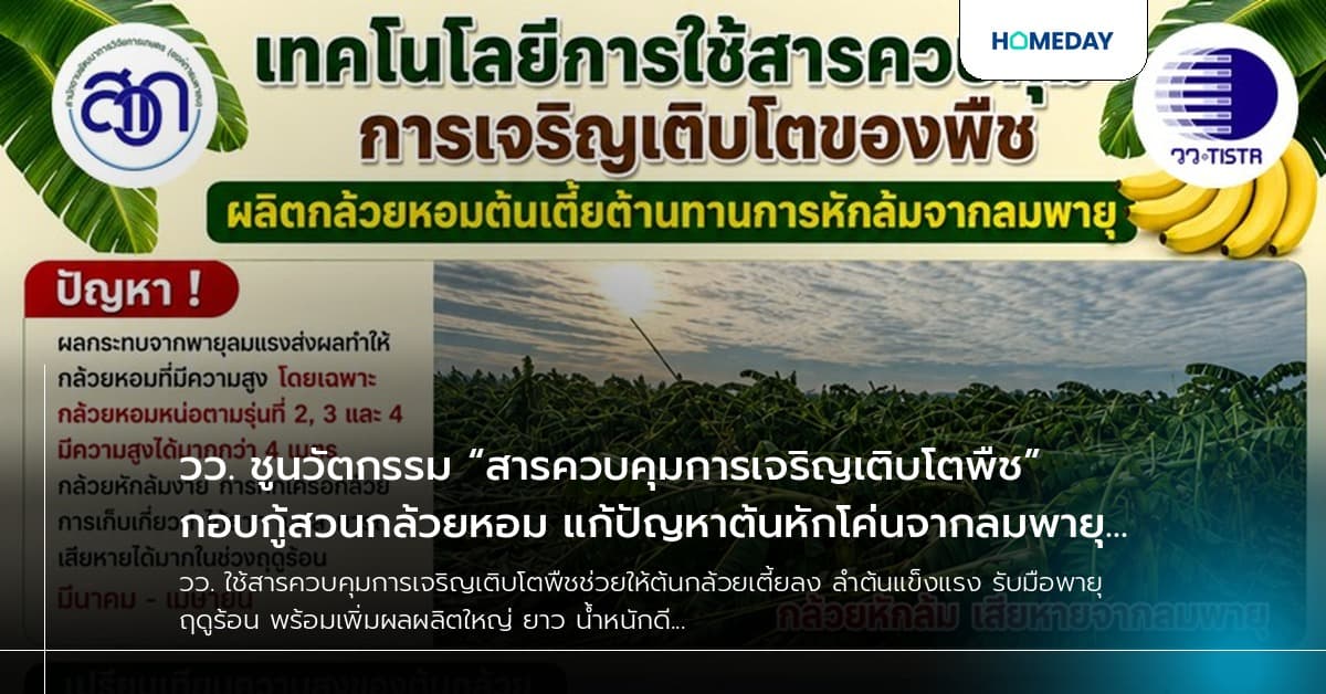วว. ชูนวัตกรรม “สารควบคุมการเจริญเติบโตพืช” กอบกู้สวนกล้วยหอม แก้ปัญหาต้นหักโค่นจากลมพายุ พร้อมเพิ่มขนาดผลผลิต-เพิ่มรายได้เกษตรกรไทย 20–25%