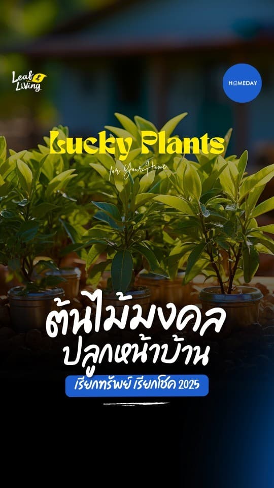ฮวงจุ้ย: เตรียมตัวเฮงรับปีใหม่! สำหรับสายมูที่อยากเสริมดวงการเงินและโชคลาภ วันนี้ Homeday มีลิสต์ ต้นไม้มงคล
