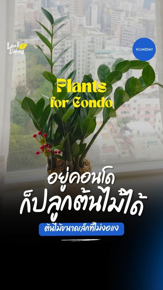 พื้นที่น้อยก็มีต้นไม้ได้! มาเปลี่ยนห้องให้สดชื่นกัน!