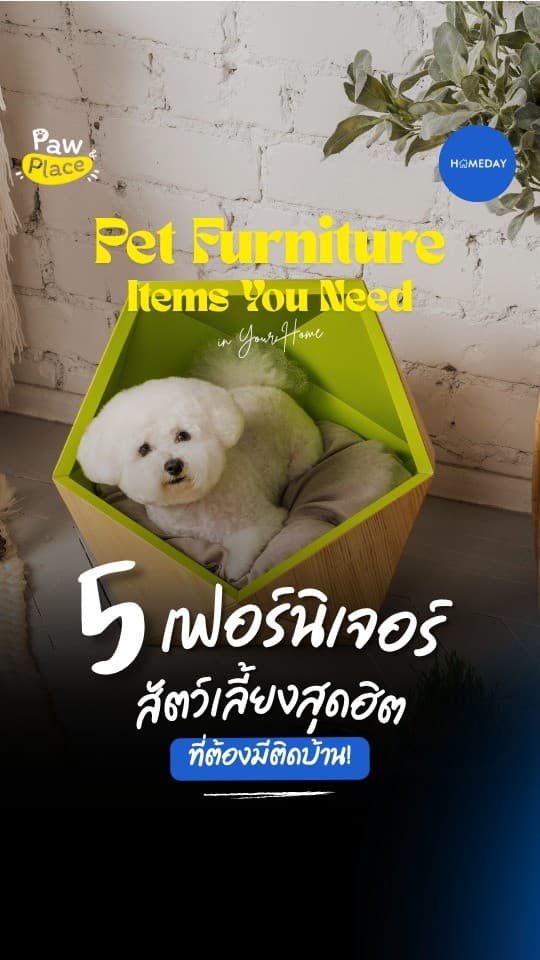 อยากแต่งบ้านให้สวย...แต่ก็อยากให้สัตว์เลี้ยงสบายตัว?