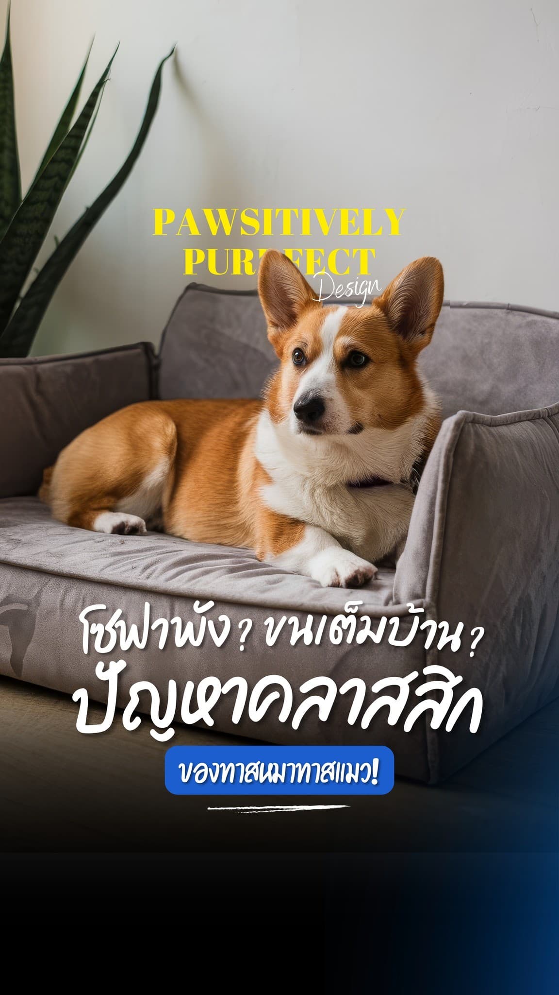 3 ไอเดียแต่งบ้านสำหรับคนเลี้ยงสุนัขและแมว ลดปัญหาโซฟาพังและขนในบ้าน