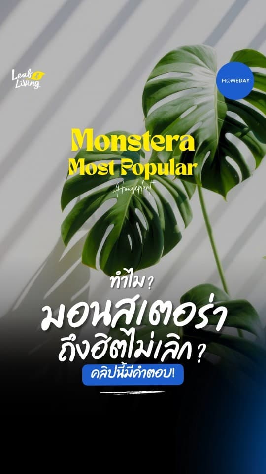 ทำไมมอนสเตอร่าถึงฮิตไม่เลิก? คลิปนี้มีคำตอบ!