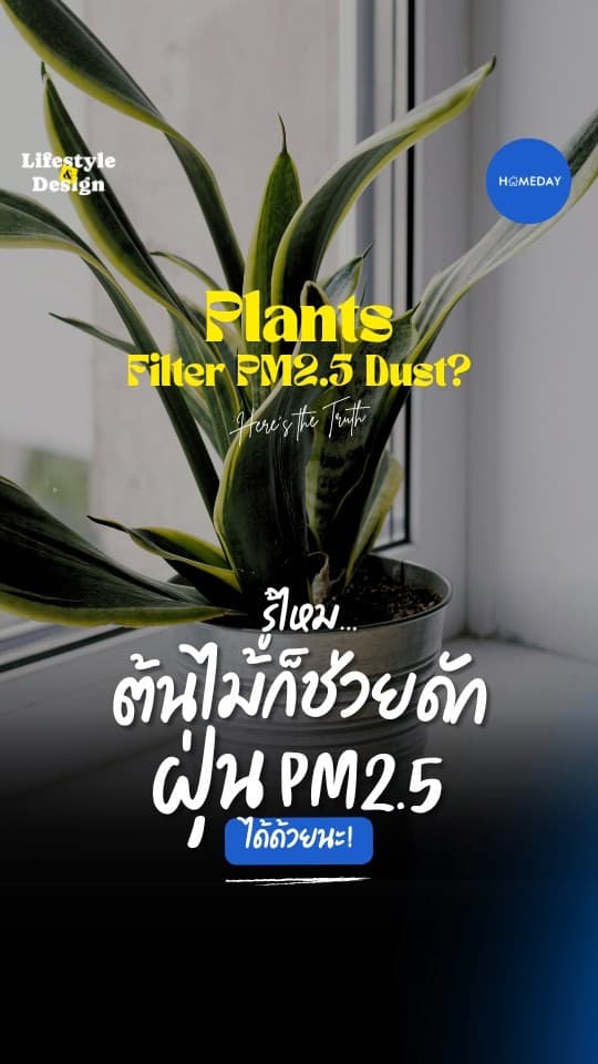 ต้นไม้ดักฝุ่นได้จริงไหม? มาดูกัน!