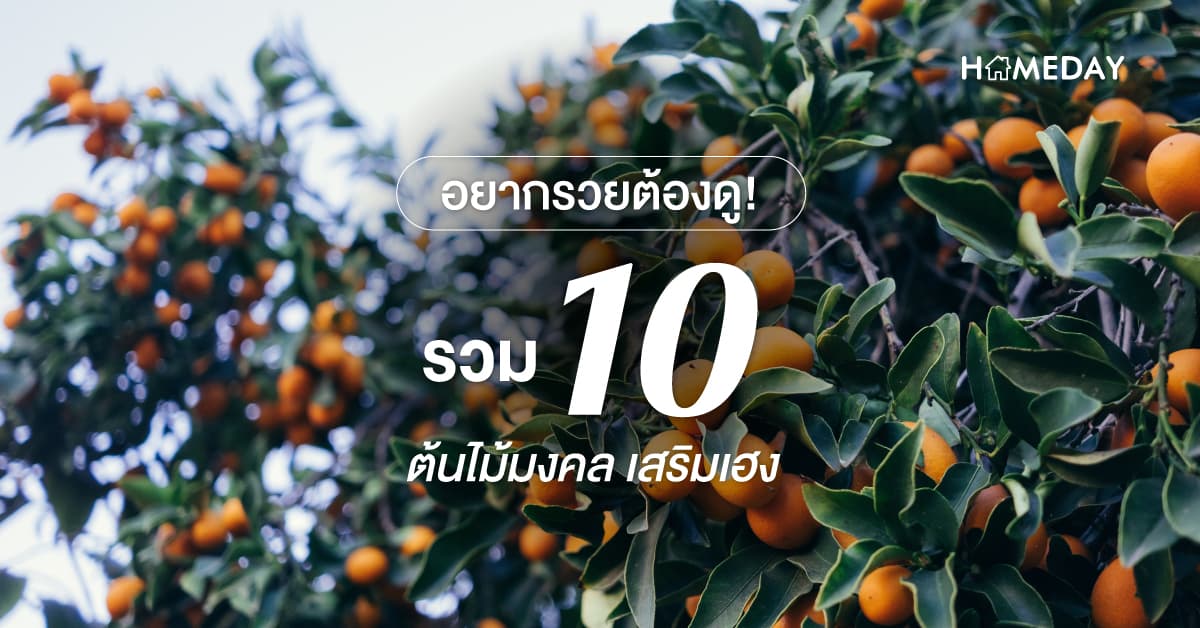 อยากรวยต้องดู! รวม 10 ต้นไม้มงคล เสริมเฮง