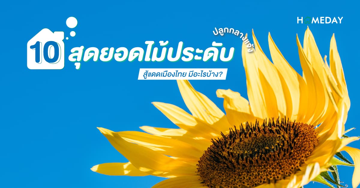 10 สุดยอดไม้ประดับปลูกกลางแจ้ง สู้แดดเมืองไทย มีอะไรบ้าง?