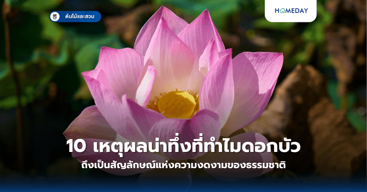 10 เหตุผลน่าทึ่งที่ทำไมดอกบัวถึงเป็นสัญลักษณ์แห่งความงดงามของธรรมชาติ