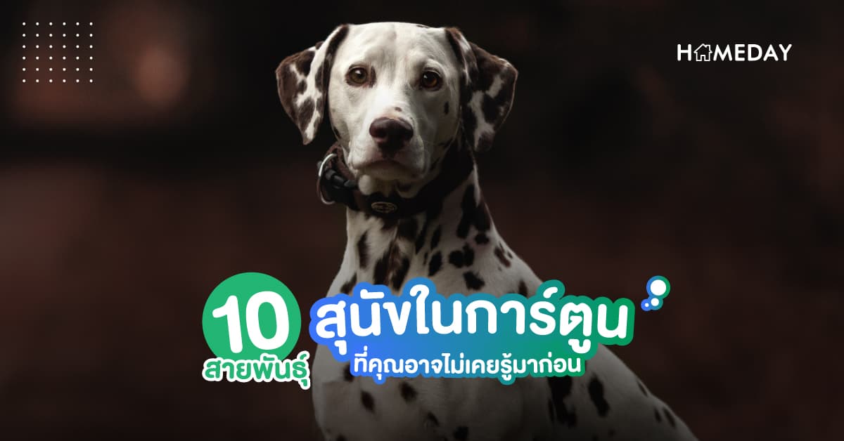 10 สายพันธุ์สุนัขในการ์ตูน ที่คุณอาจไม่เคยรู้มาก่อน