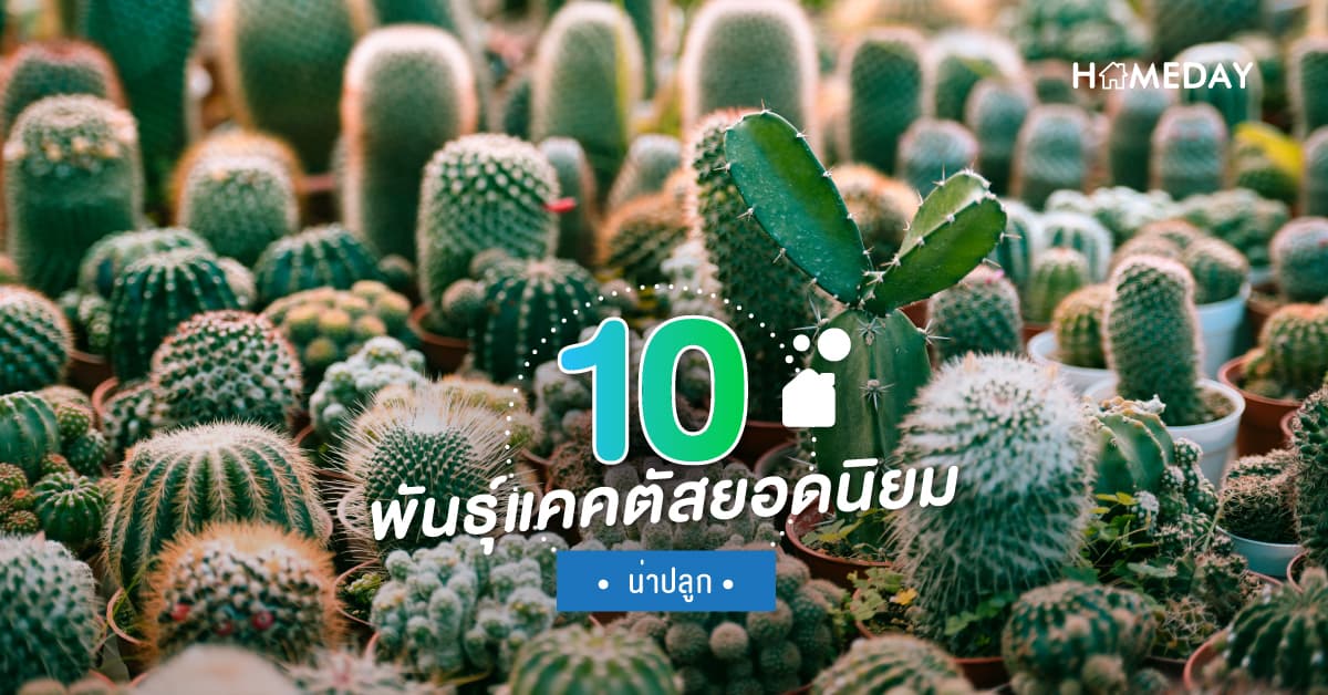 10 พันธุ์แคคตัสยอดนิยม น่าปลูก