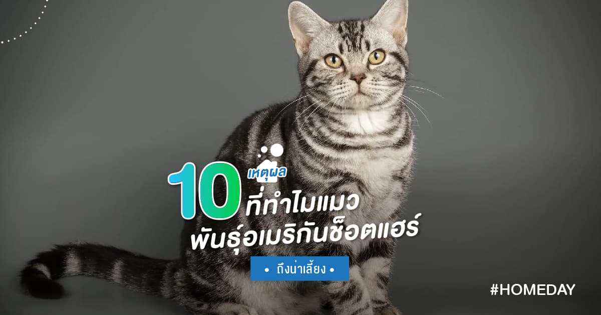 10 เหตุผล ที่ทำไมแมว อเมริกันช็อตแฮร์ ถึงน่าเลี้ยง