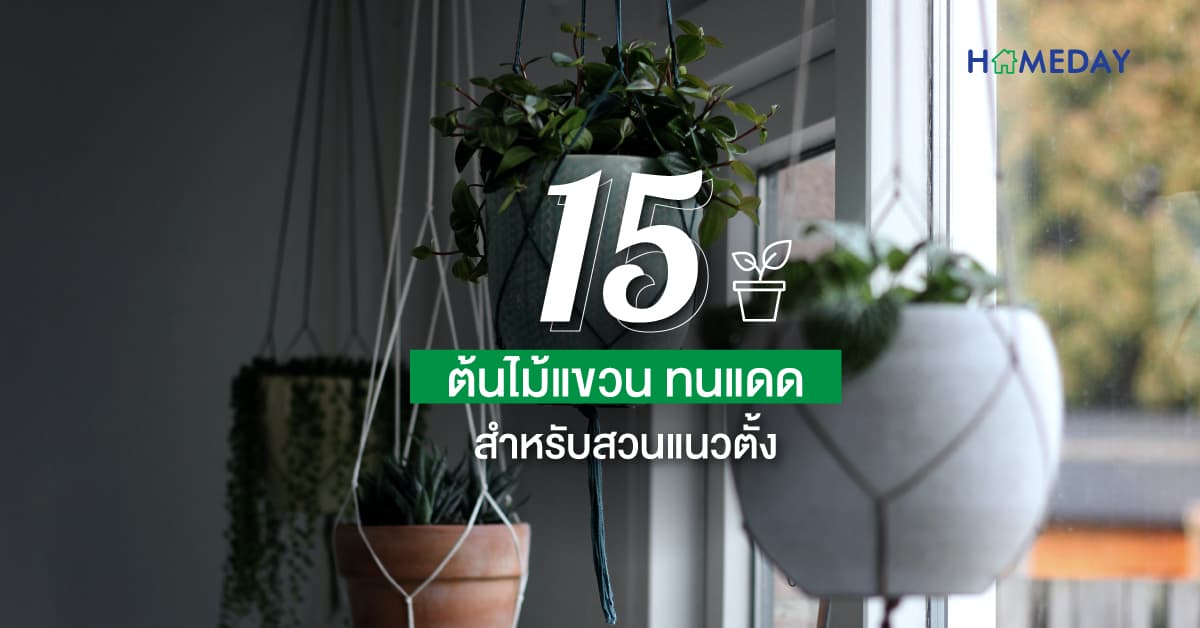 15 ต้นไม้แขวนทนแดด สำหรับสวนแนวตั้ง