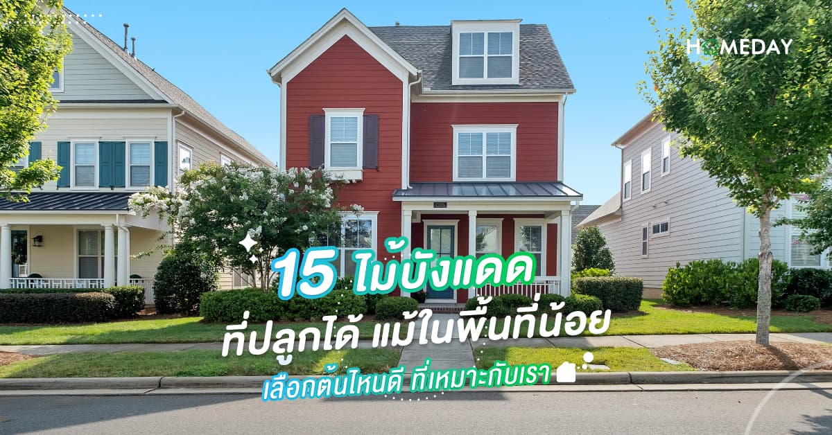 15 ไม้บังแดด ที่ปลูกได้ แม้ในพื้นที่น้อย เลือกต้นไหนดี ที่เหมาะกับเรา