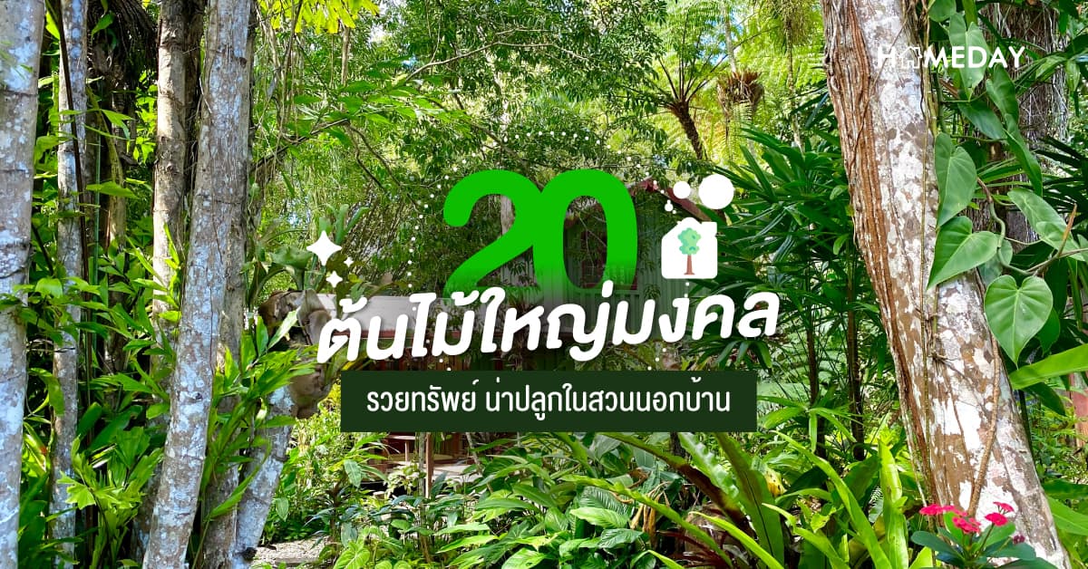 20 ต้นไม้ใหญ่มงคล รวยทรัพย์ น่าปลูกในสวนนอกบ้าน