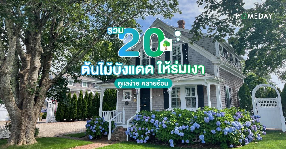 รวม 20 ต้นไม้บังแดด ให้ร่มเงา ดูแลง่าย คลายร้อน