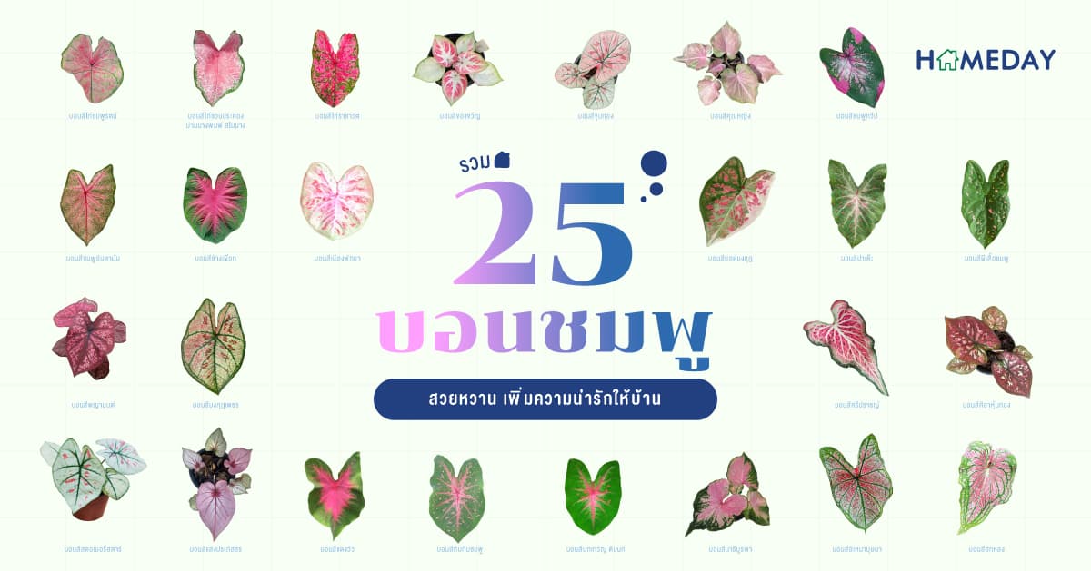 รวม 25 บอนสีชมพู สวยหวาน เพิ่มความน่ารักให้บ้าน