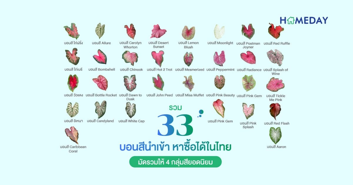 รวม 33 บอนสีนำเข้า หาซื้อได้ในไทย มัดรวมให้ 4 กลุ่มสียอดนิยม