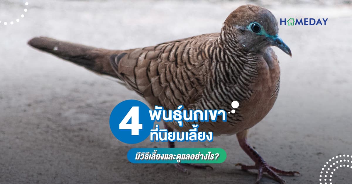 4 พันธุ์นกเขาที่นิยมเลี้ยง มีวิธีเลี้ยงและดูแลอย่างไร?