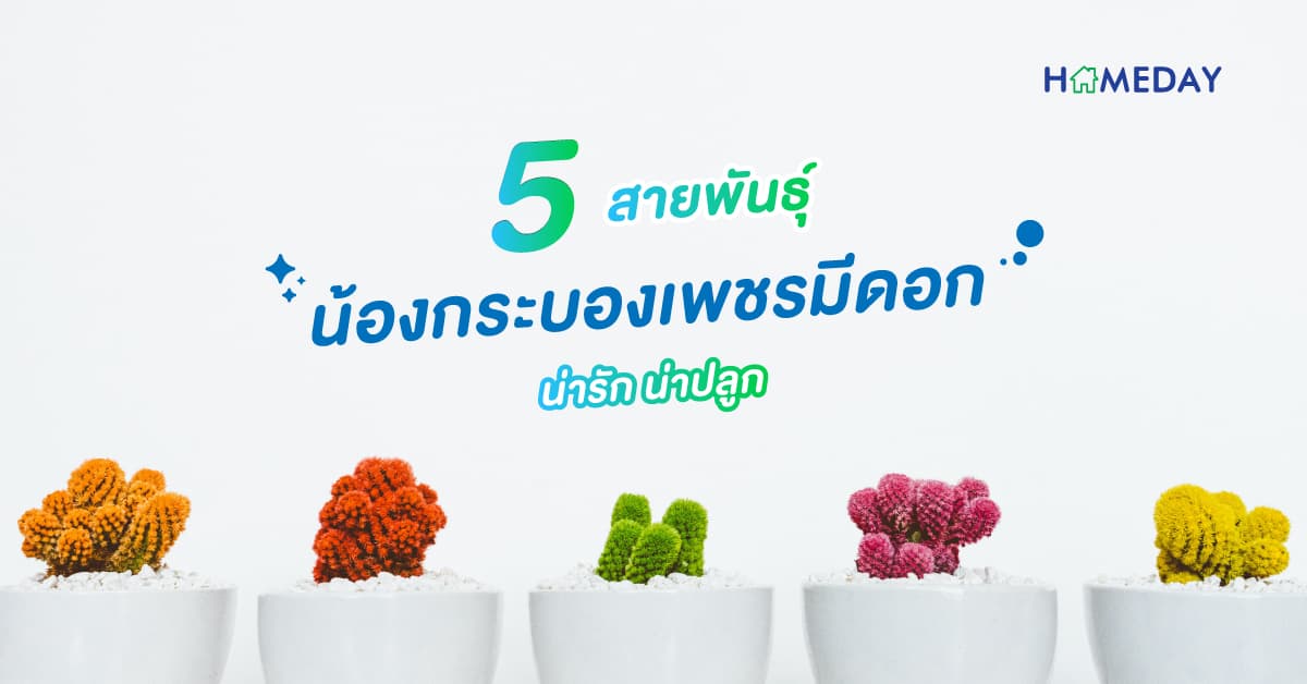 5 สายพันธุ์น้องกระบองเพชรมีดอก น่ารัก น่าปลูก