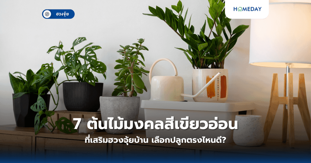 7 ต้นไม้มงคลสีเขียวอ่อนที่เสริมฮวงจุ้ยบ้าน เลือกปลูกตรงไหนดี?