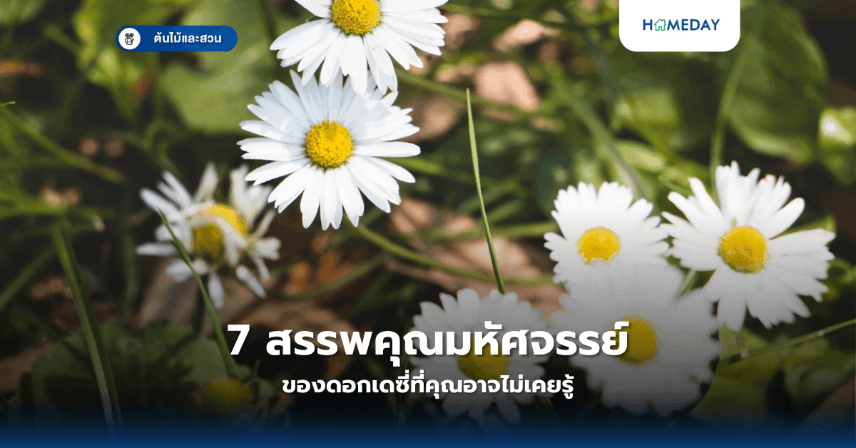 7 สรรพคุณมหัศจรรย์ของดอกเดซี่ที่คุณอาจไม่เคยรู้