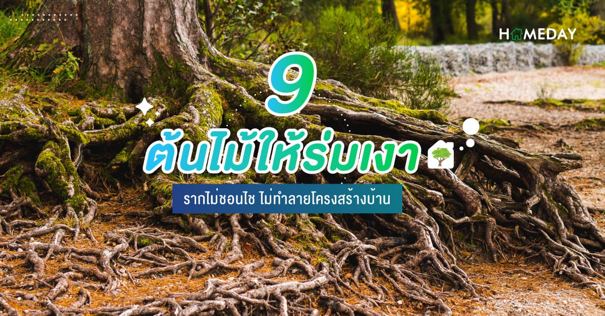 9 ต้นไม้ให้ร่มเงา รากไม่ชอนไช ไม่ทำลายโครงสร้างบ้าน