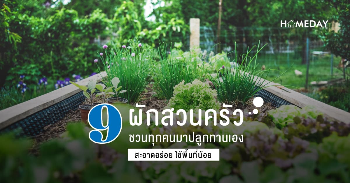 9 ผักสวนครัว ชวนทุกคนมาปลูกทานเอง สะอาดอร่อย ใช้พื้นที่น้อย