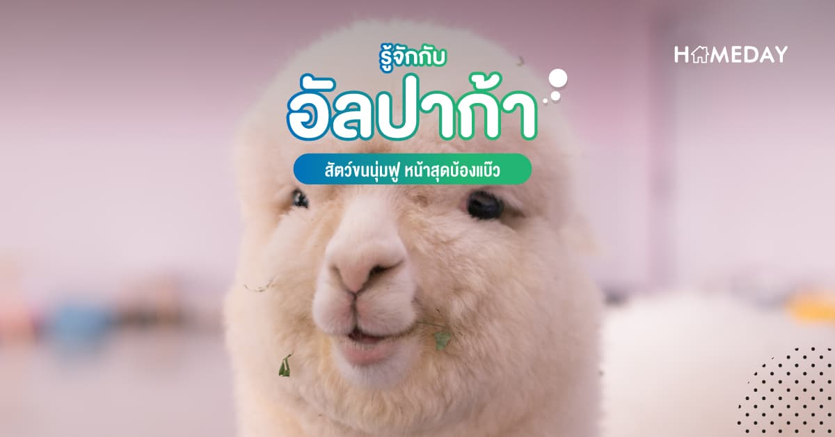 รู้จักกับ อัลปาก้า สัตว์ขนนุ่มฟู หน้าสุดบ้องแบ๊ว