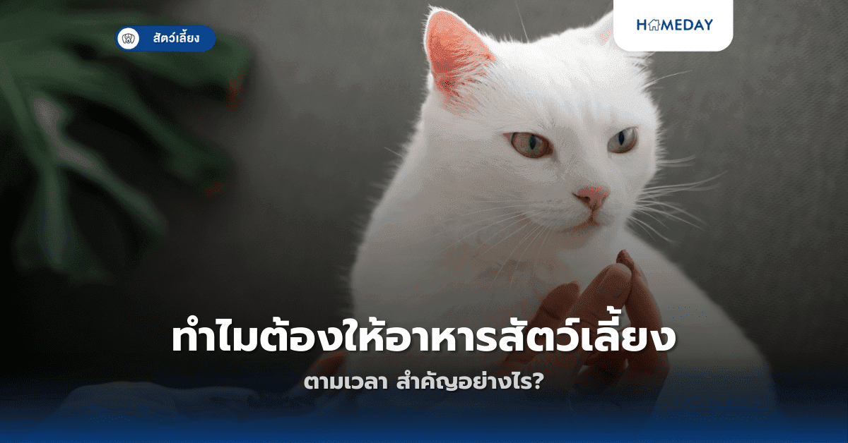 วิตามินเสริมจำเป็นสำหรับสัตว์เลี้ยงจริงหรือไม่?