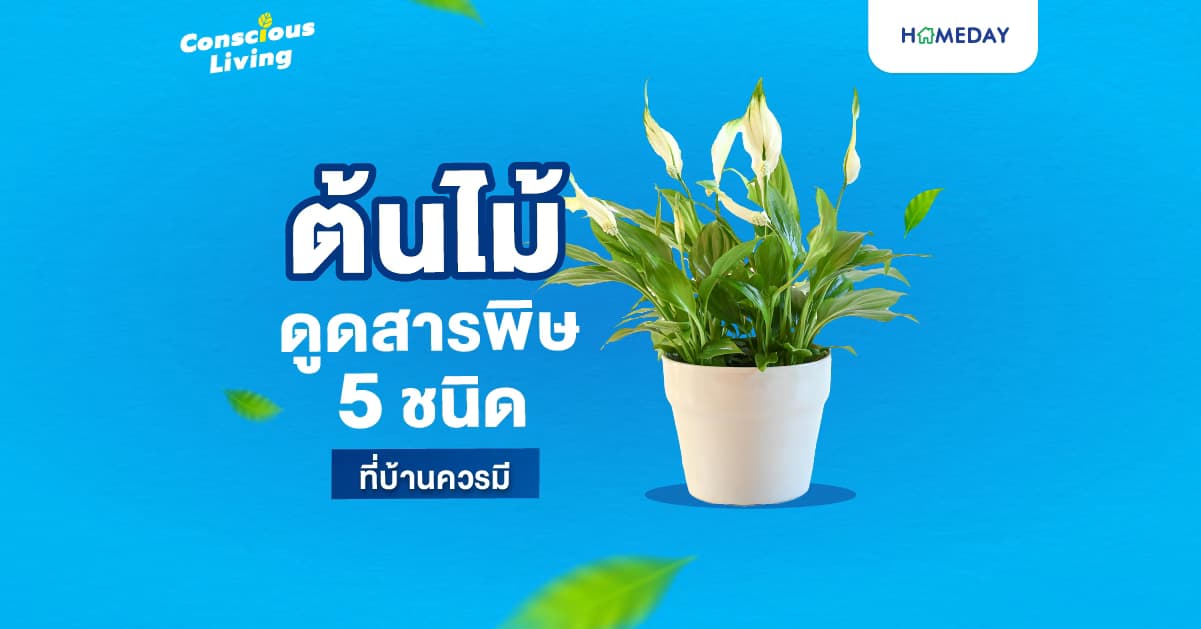 ต้นไม้ดูดสารพิษ 5 ชนิด ที่บ้านควรมี