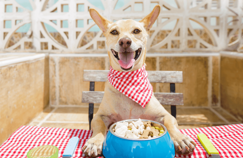 สุนัขแต่ละพันธุ์ควรกินอาหารแบบไหนบ้างถึงจะเหมาะสม