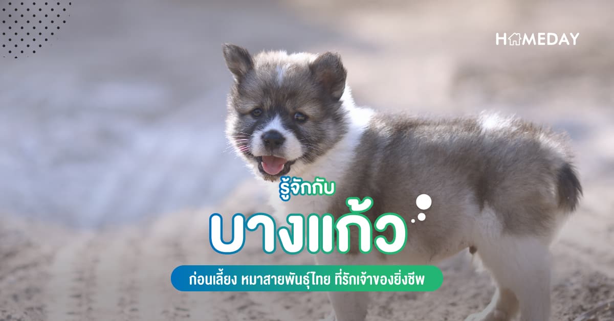 รู้จักกับบางแก้วก่อนเลี้ยง หมาสายพันธุ์ไทย ที่รักเจ้าของยิ่งชีพ