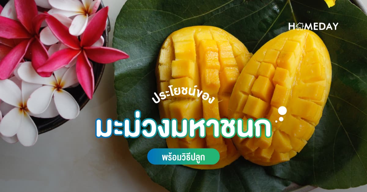 ประโยชน์ของมะม่วงมหาชนก พร้อมวิธีปลูก