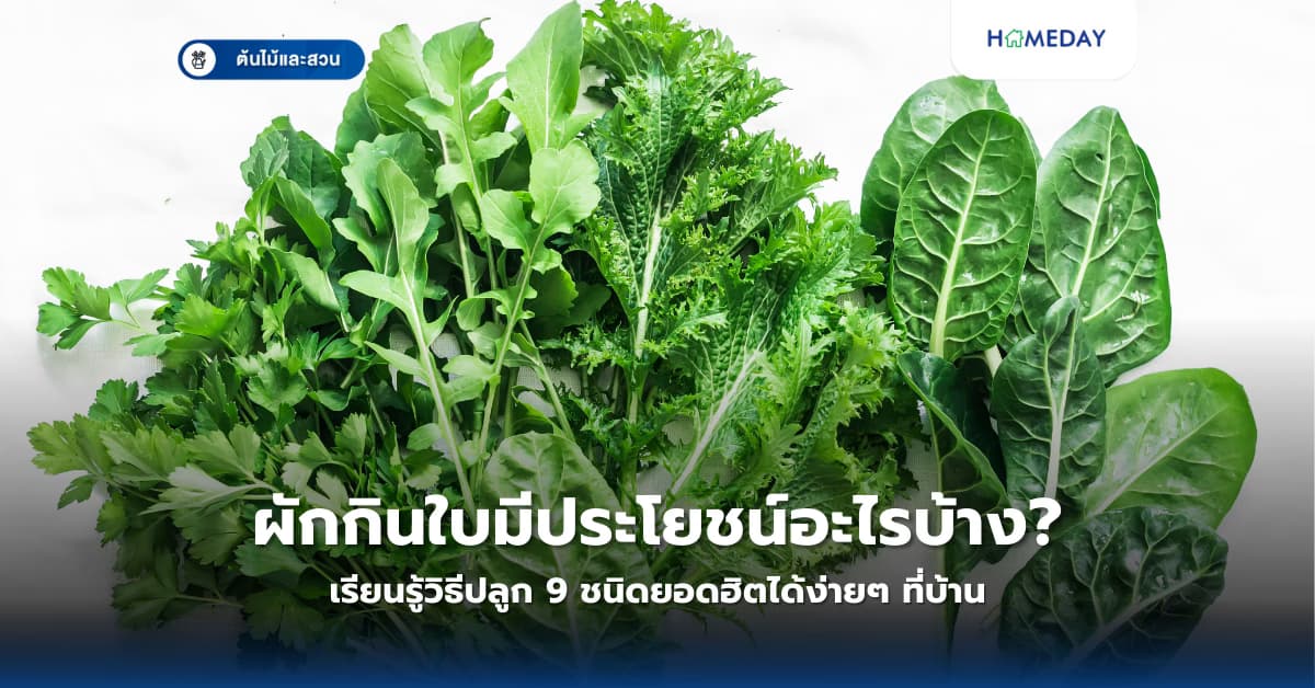 ผักกินใบมีประโยชน์อะไรบ้าง? เรียนรู้วิธีปลูก 9 ชนิดยอดฮิตได้ง่ายๆ ที่บ้าน