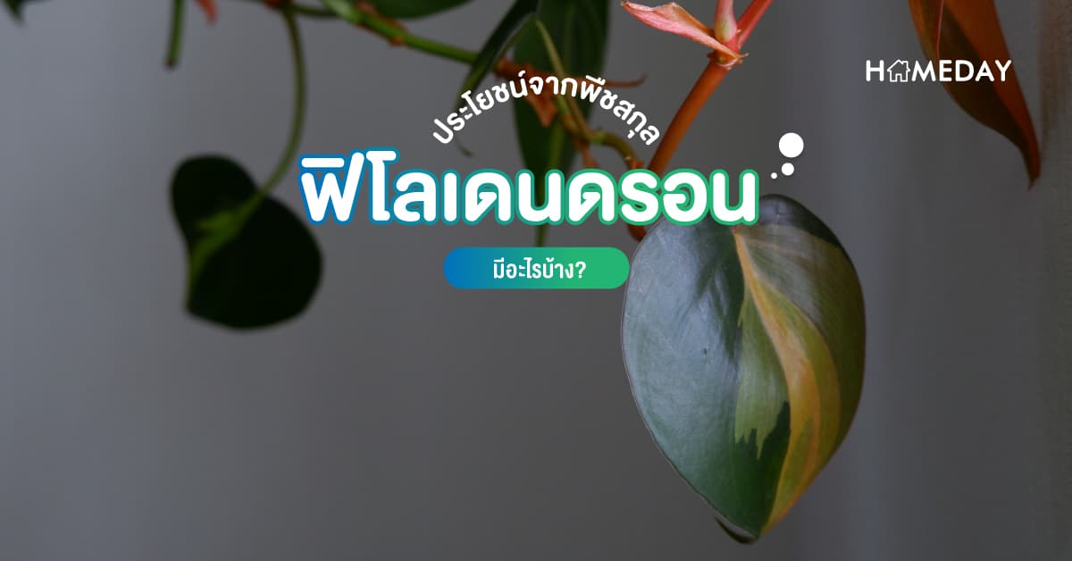 ประโยชน์จากพืชสกุลฟิโลเดนดรอน มีอะไรบ้าง?