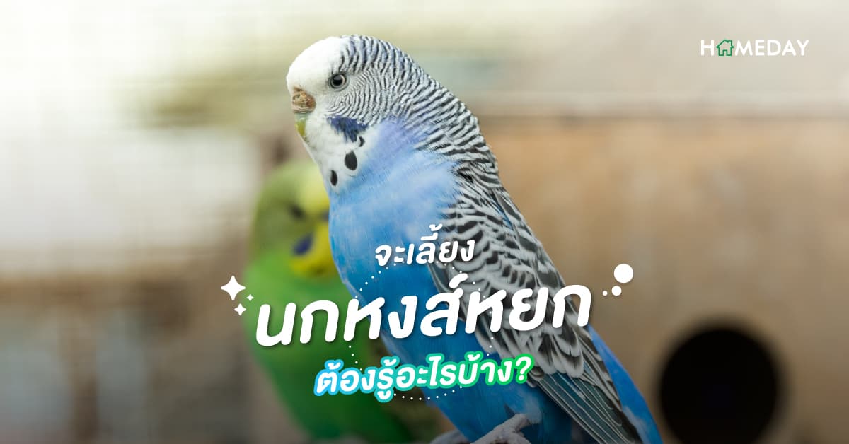 นกหงส์หยก มือใหม่หัดเลี้ยง ต้องรู้อะไรบ้าง?