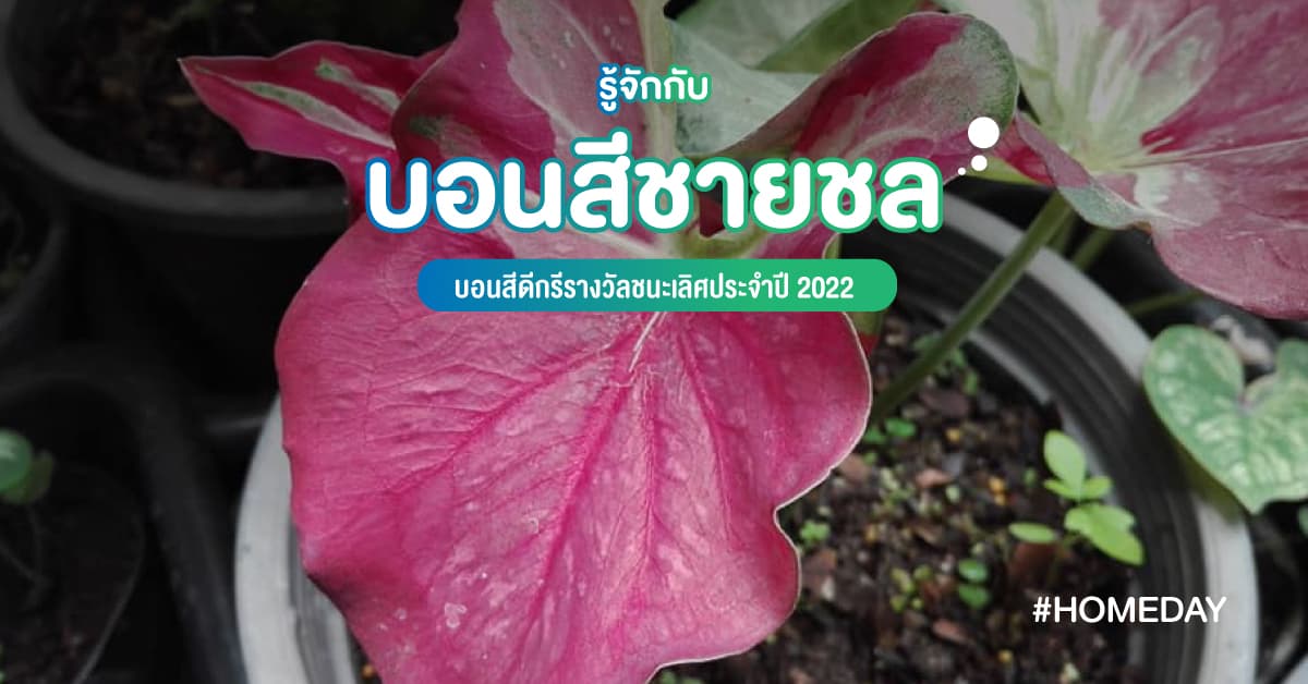 รู้จักกับบอนสีชายชล บอนสีดีกรีรางวัลชนะเลิศประจำปี 2022