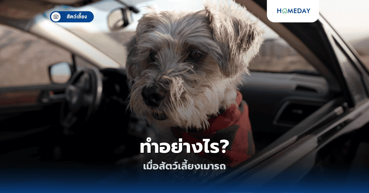 ทำอย่างไรเมื่อสัตว์เลี้ยงเมารถ?