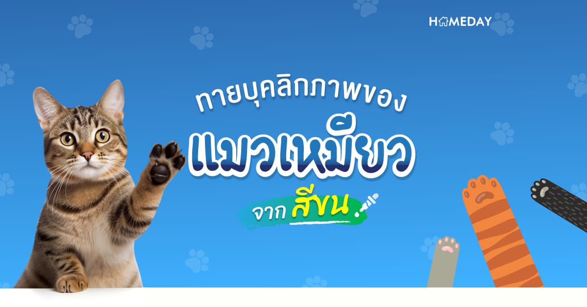 ทายบุคลิกภาพของแมวเหมียวจากสีขน