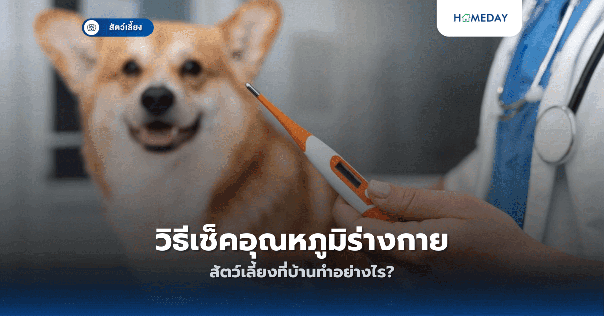 วิธีเช็คอุณหภูมิร่างกายสัตว์เลี้ยงที่บ้านทำอย่างไร?