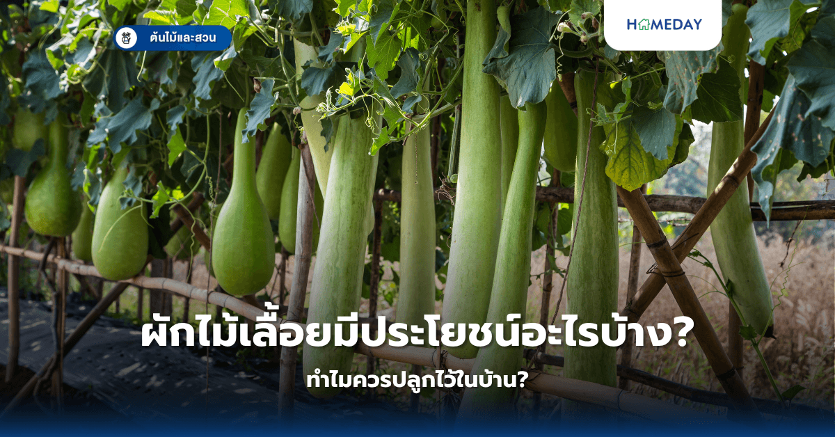 ผักไม้เลื้อยมีประโยชน์อะไรบ้าง? ทำไมควรปลูกไว้ในบ้าน