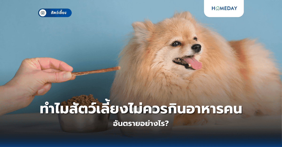 ทำไมสัตว์เลี้ยงไม่ควรกินอาหารคน อันตรายอย่างไร?