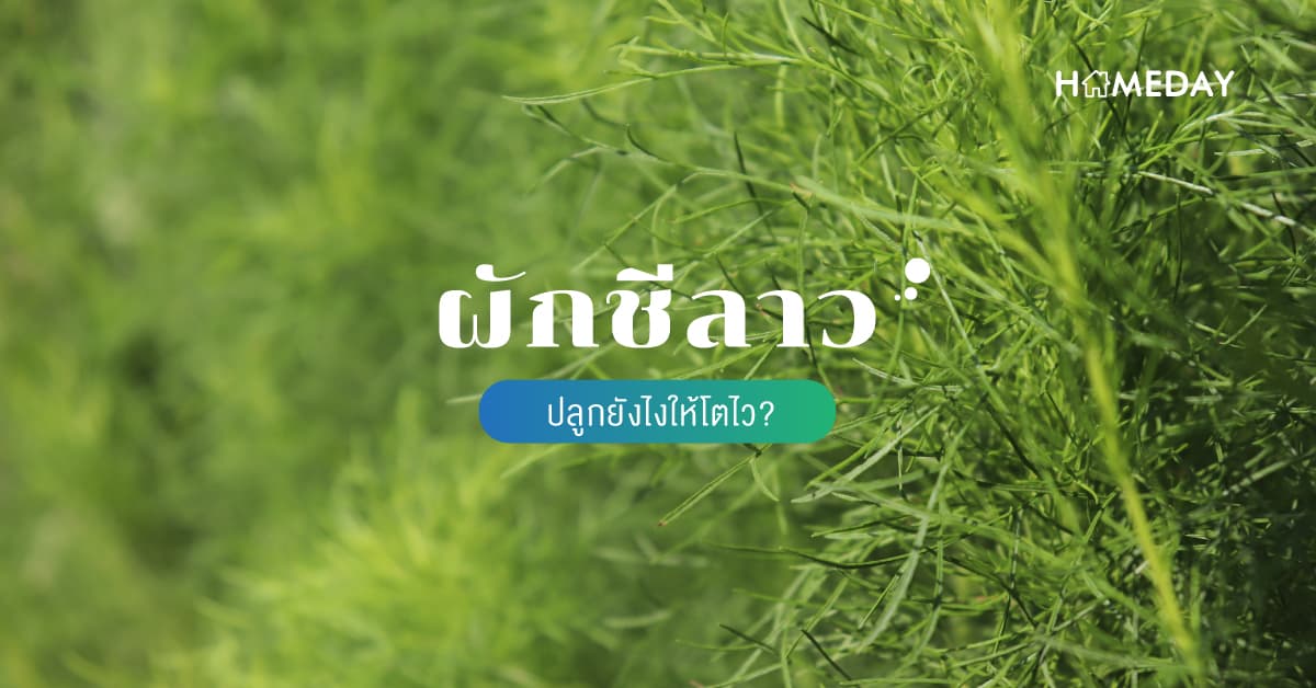 ผักชีลาว ปลูกยังไง ให้โตไว?