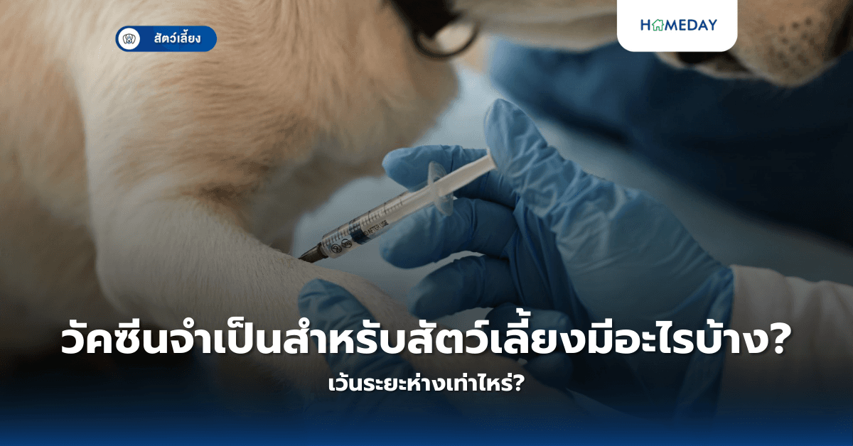 วัคซีนจำเป็นสำหรับสัตว์เลี้ยงมีอะไรบ้าง เว้นระยะห่างเท่าไหร่?