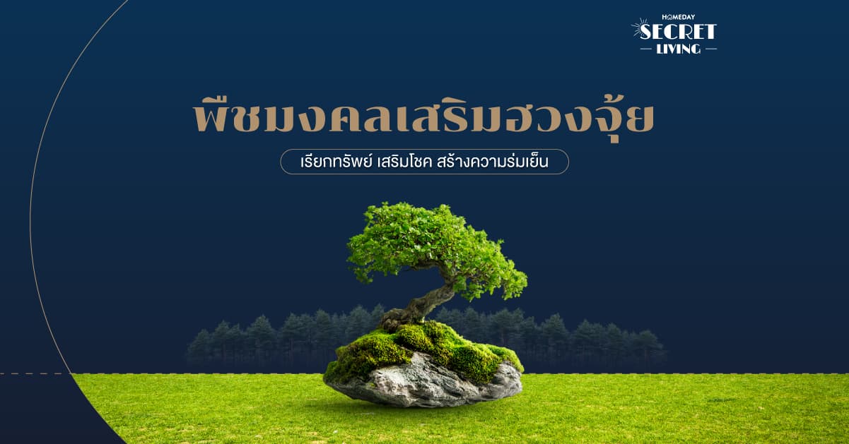 พืชมงคลเสริมฮวงจุ้ย เรียกทรัพย์ เสริมโชค สร้างความร่มเย็น