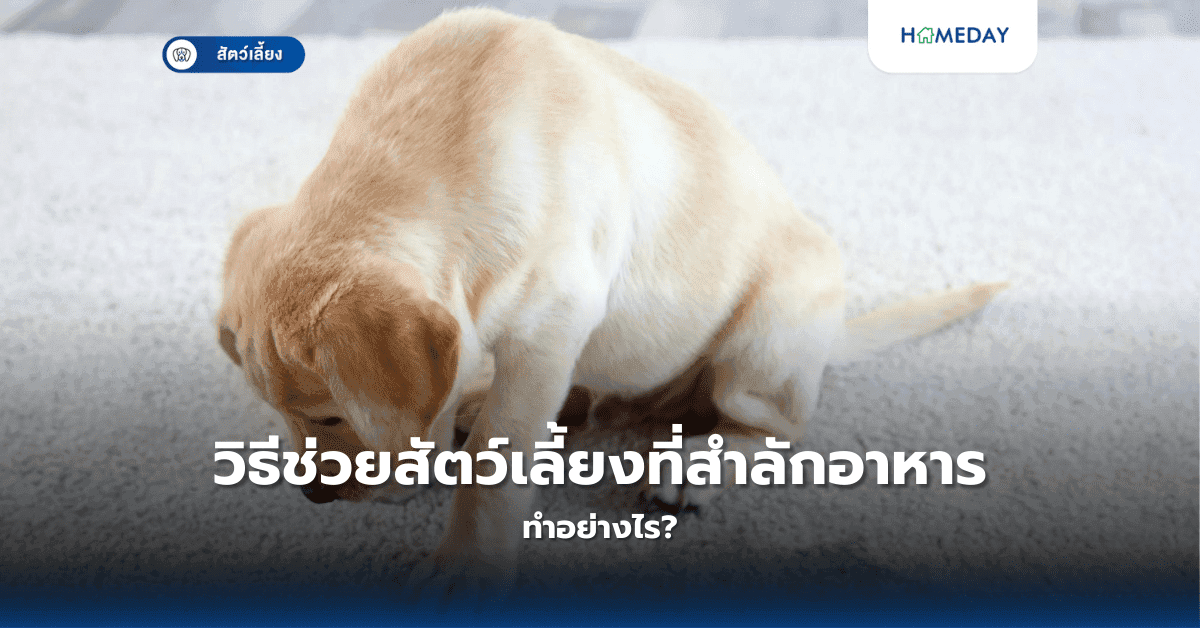 วิธีช่วยสัตว์เลี้ยงที่สำลักอาหารทำอย่างไร?