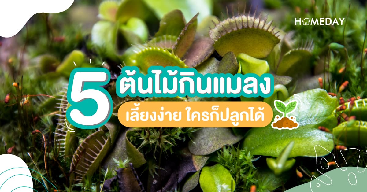 5 ต้นไม้กินแมลง เลี้ยงง่าย ใครก็ปลูกได้