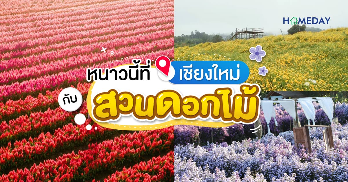 หนาวนี้ที่เชียงใหม่กับสวนดอกไม้