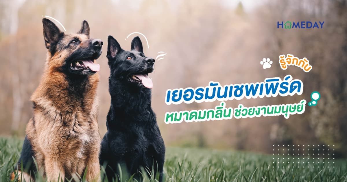 รู้จักกับ เยอรมันเชพเพิร์ด หมาดมกลิ่นช่วยงานมนุษย์
