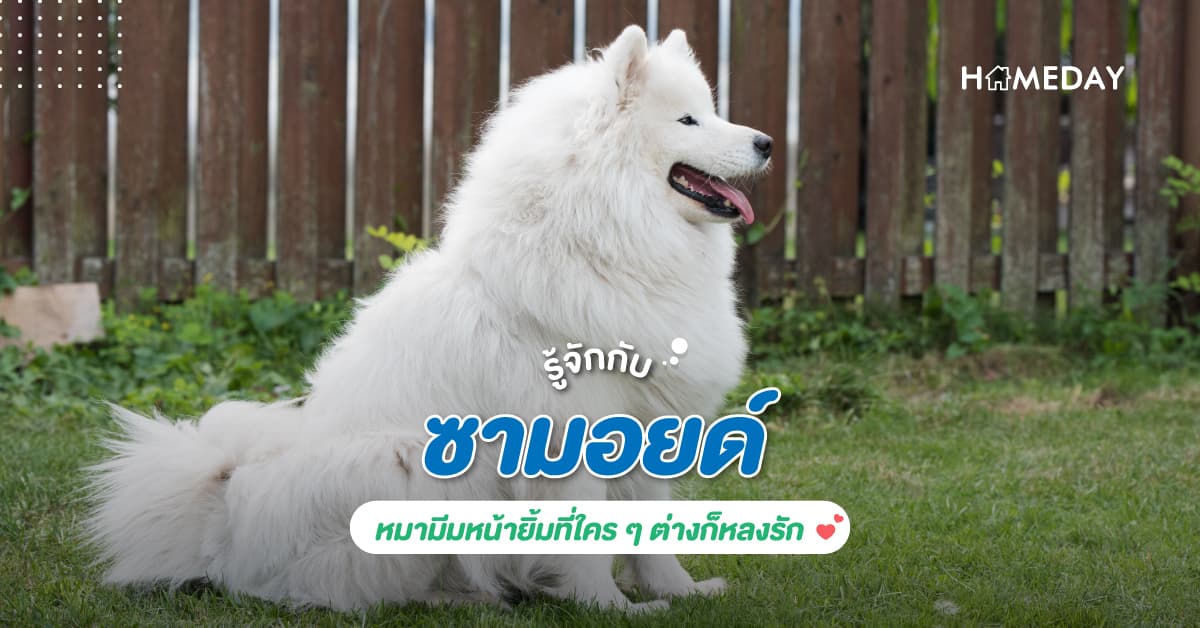 รู้จักกับ ซามอยด์ หมามีมหน้ายิ้มที่ใคร ๆ ต่างก็หลงรัก