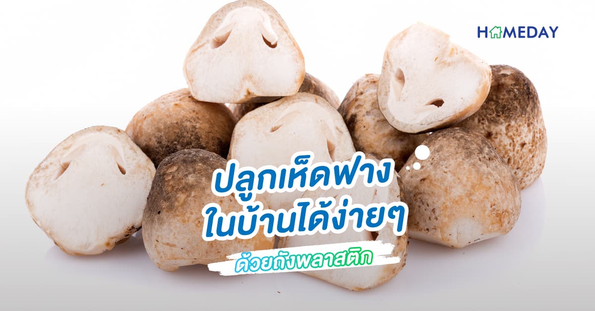 ปลูกเห็ดฟางในบ้านได้ง่าย ๆ ด้วยถังพลาสติก